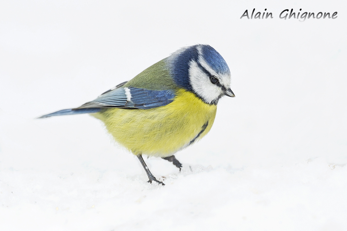 qualche amico nella neve...